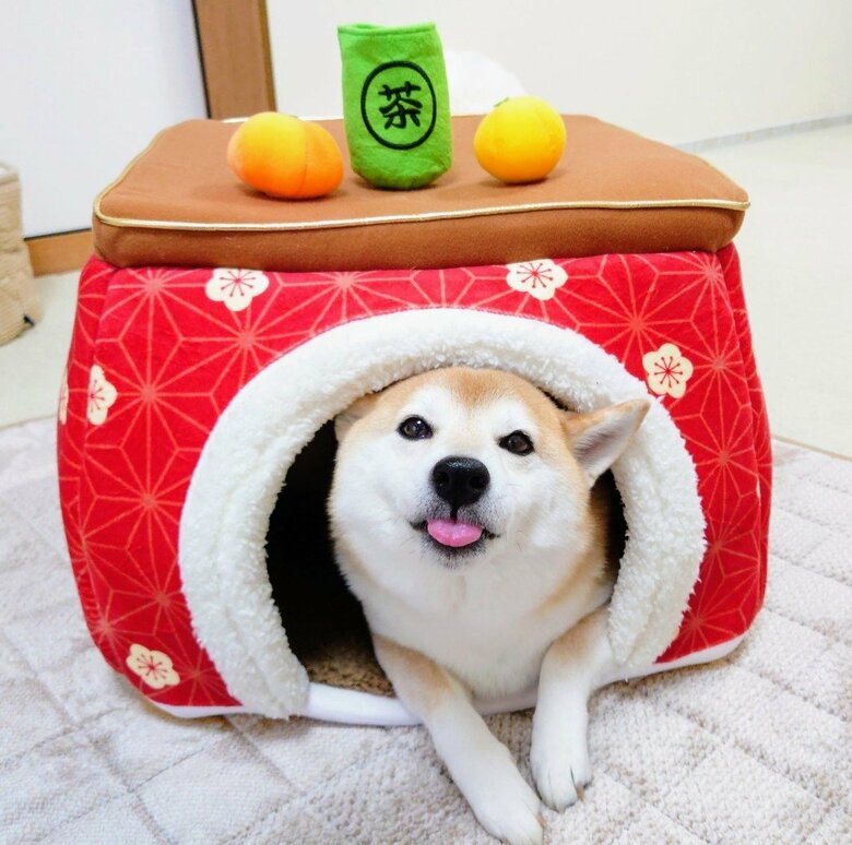 提供：柴犬チャーミーさん