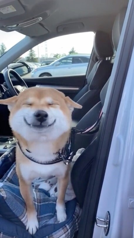 提供：柴犬 雷吾さん