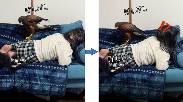 げしげしと足を蹴るキールくん