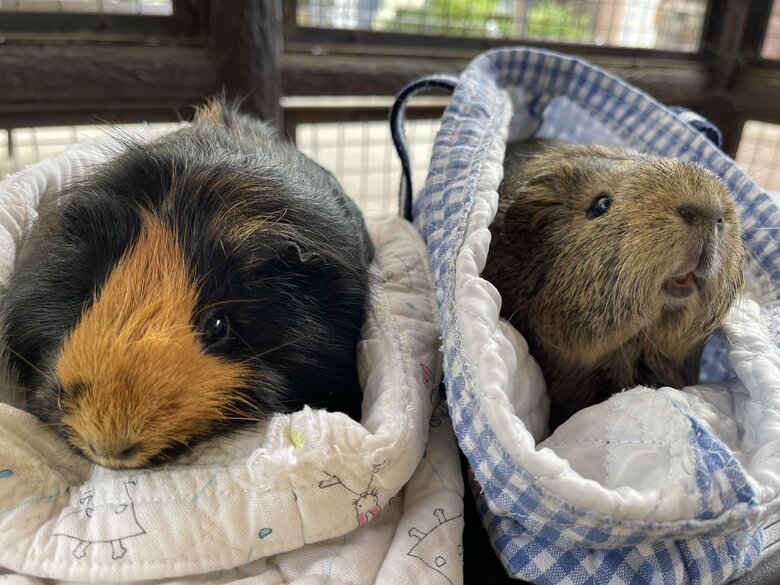 布にくるまって（提供：須坂市動物園）