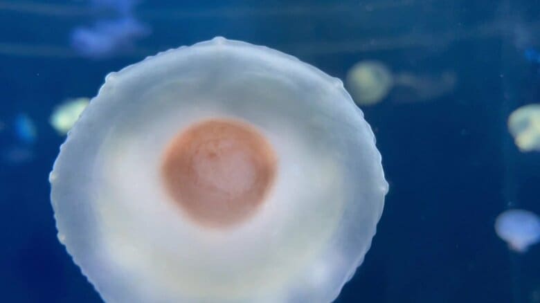 （提供：新江ノ島水族館）