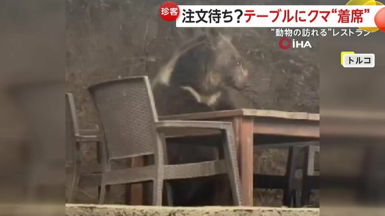 客の食べ残しをつまみ食いするクマ