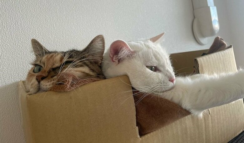 むぎちゃんが大好きなうにちゃん