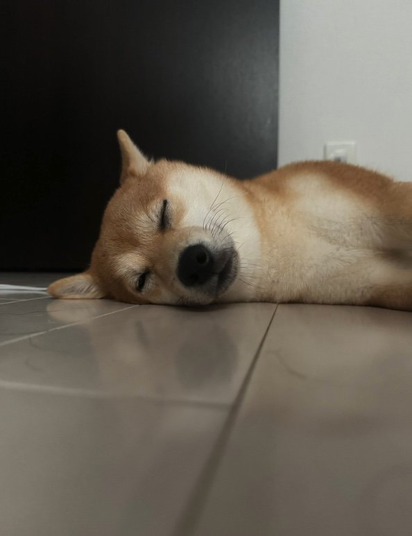 提供：わさび一族さん