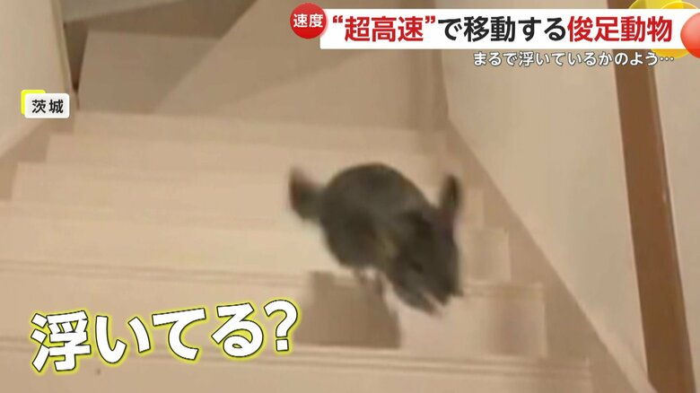 まるで宙に浮いているかのように猛スピードで駆け上がる