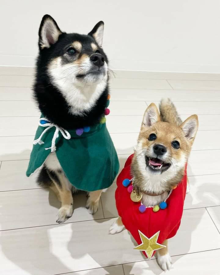 提供：まめふく&ゆめくりさん