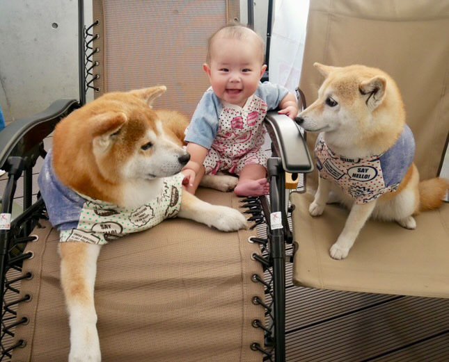 提供：飼い主さん（＠shibainu.berry）