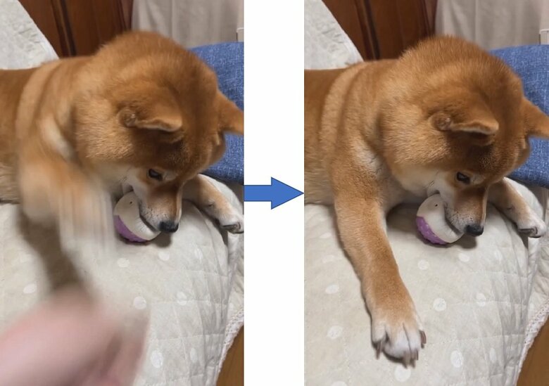 バシッと飼い主さんの手を押さえようとする