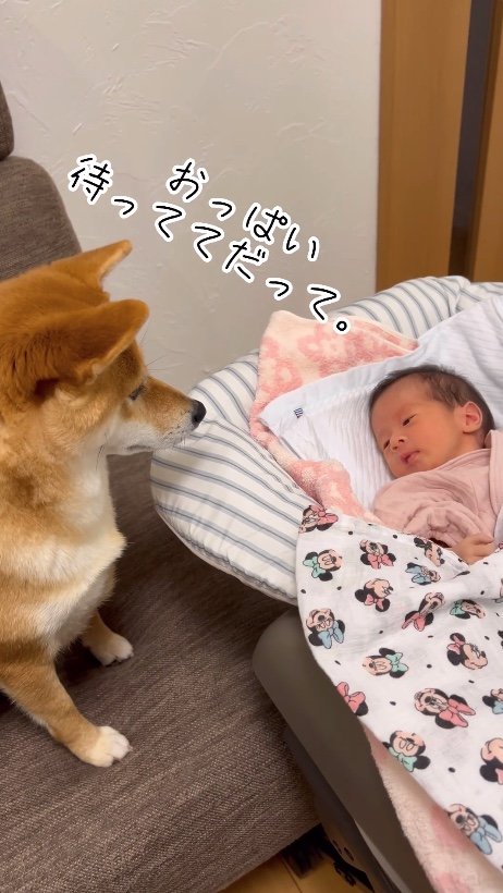 提供：柴犬 むぎさん