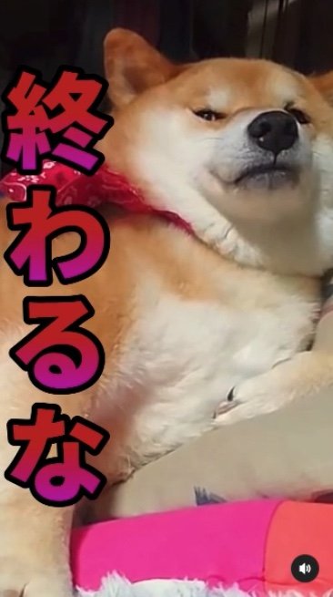 提供：柴犬スティーブch【コーギーと猫を添えて】さん