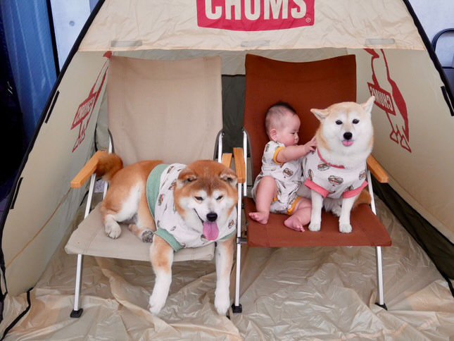 提供：飼い主さん（＠shibainu.berry）