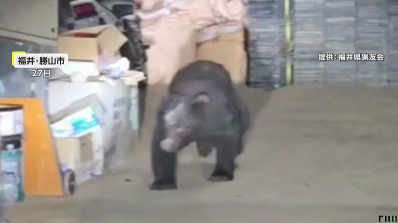 福井・勝山市で目撃されたクマ（27日）