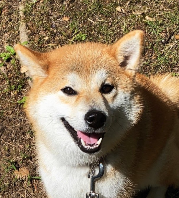 提供：柴犬こむぎさん