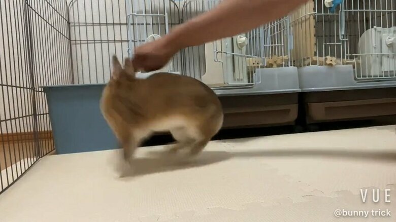 それに合わせてむぎちゃんも