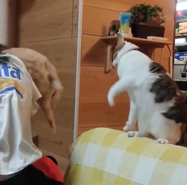 提供：nyaokoさん