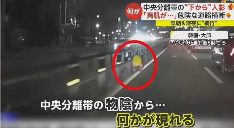 道路の中央分離帯の下から何かが現れる