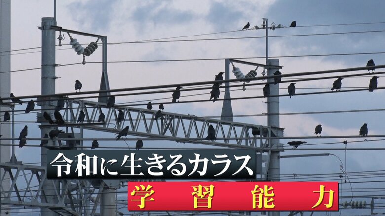 線路の架線にとまるカラスたち