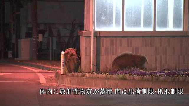 原発事故で人がいなくなった町に現れたイノシシ
