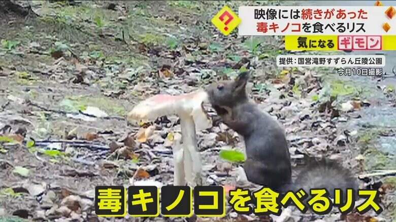 前足でキノコを押さえ、毒キノコにかぶりついているリス