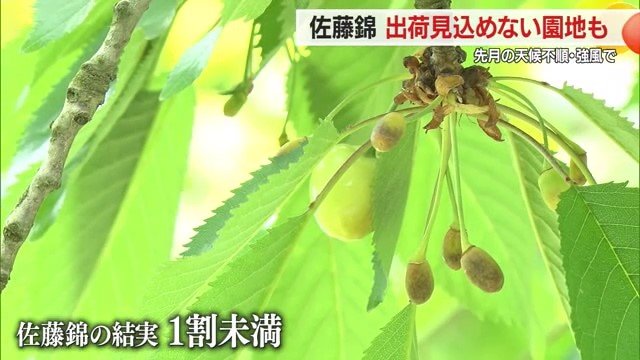 実が育たたず小さく、数も少ない