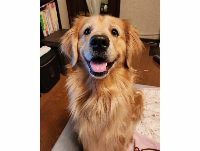 飼い主がいる時は明るい表情（提供：Charlotte@ゴールデンレトリバーさん）