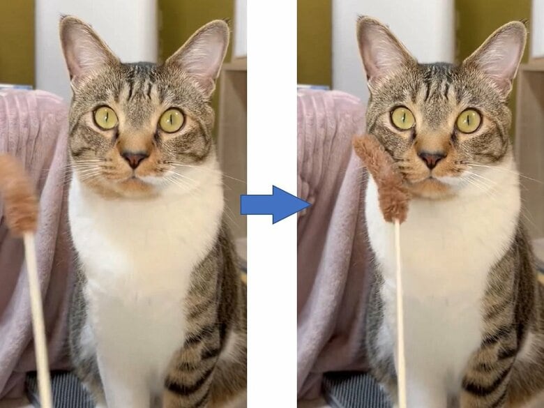 猫じゃらしでペチペチしても無反応なコテツくん