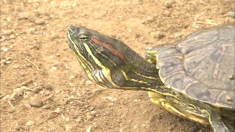 「飼えないから捨てるということが一番ダメ」だという