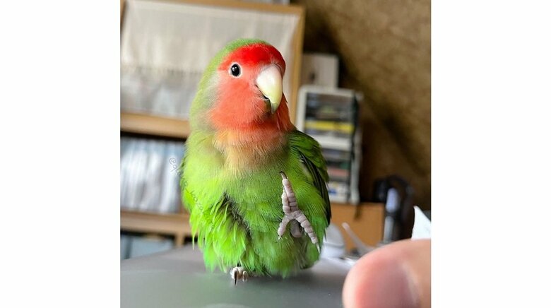 おやつがほしくて、足を高く上げてアピール