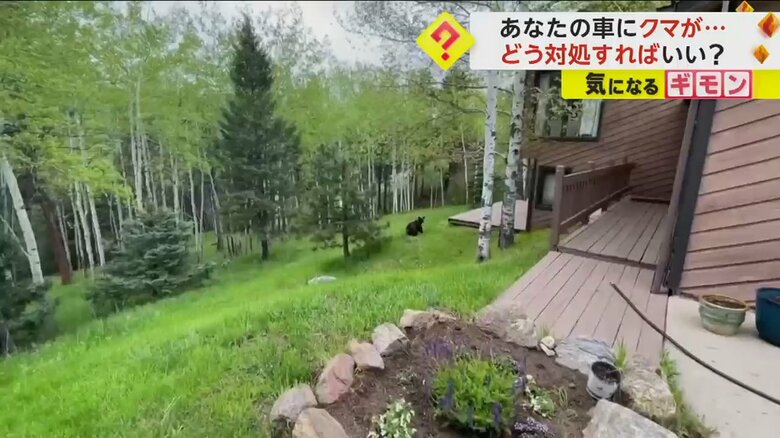 森の方に逃げて行くクマ（Colorado Parks and Wildlife/TMX）