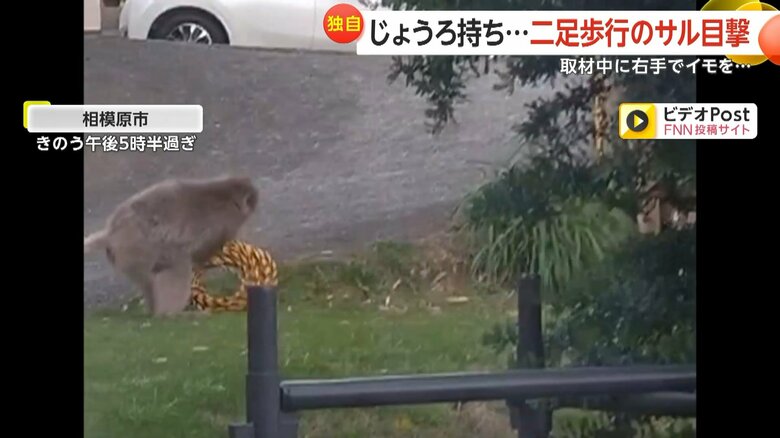 左手のないサルが芝生でロープを使って遊ぶ様子③