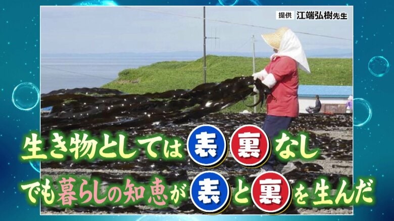 昆布の表裏問題が解決