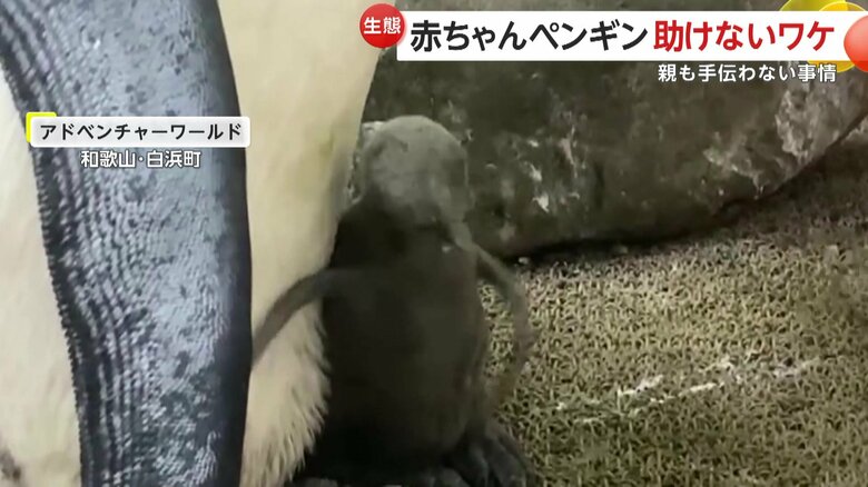 「かゆい」のではなく、頭の羽根を整えようとしているペンギン