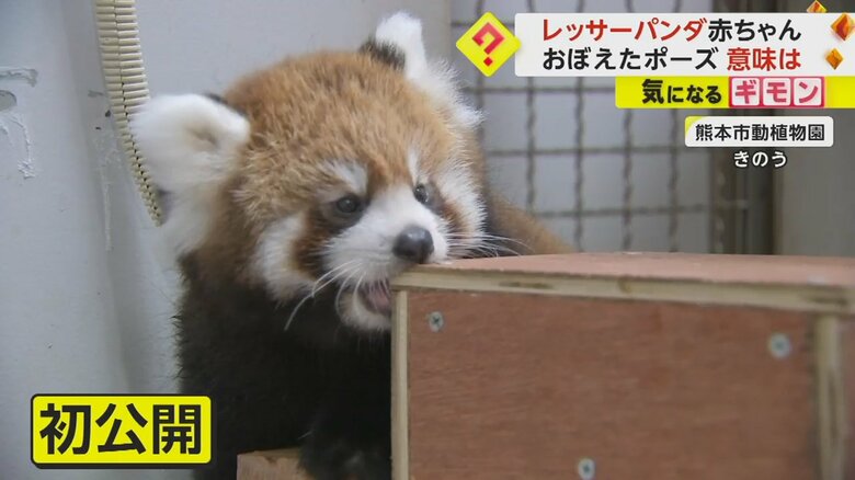 16日に報道陣に公開された、レッサーパンダの赤ちゃん