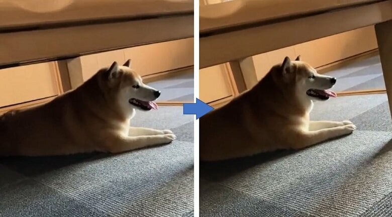 呼んでも来てくれないし、反応もしてくれないここちゃん