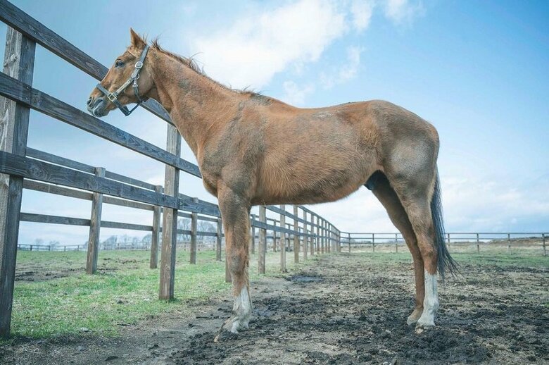 アドマイヤジャパン