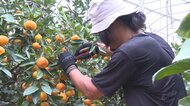 夏の贈り物としても人気…ハウスミカン「宮川早生」の収穫始まる 小ぶりながら甘くて美味しい仕上がりに