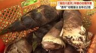 ことしは“表年”の湯田川孟宗　朝掘り・柔らか食感でえぐみなく人気の旬の味覚楽しんで　山形・鶴岡市