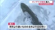 南三陸町でギンザケ稚魚の搬入開始 去年より１２日早く 来年４月からの出荷見込む〈宮城〉