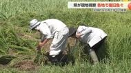 刈り取り間近の稲が記録的大雨で倒伏の危機 高岡アンダーパスは一夜明けても水浸し状態が続く