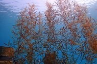 【KAISO BANK】実証フィールドにおける移植後の育成状況を公開-海藻の着生・生長を確認-