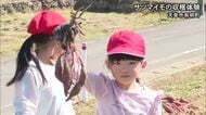 「焼いてからマーガリンを付けて食べたい」天草市で子どもたちがサツマイモの収穫体験【熊本】