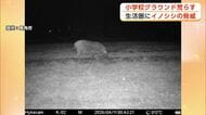 クマよりも厄介…生活圏に迫るイノシシの脅威　10年で目撃数100倍以上に　秋田・鹿角市