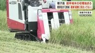 種子島で超早場米の収穫スタート　新米価格は昨年より安い見通し　農家は経費上昇に悩む