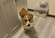 「え、ちょ返して!?」飼い主の目の前でお札をくわえた“怪盗コーギー”現る…取り戻せたのかその後を聞いた