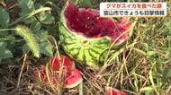 富山市で3日連続クマがスイカ食い荒らす被害　立山町ではボイラー室に潜む105キロの大型クマを緊急銃猟
