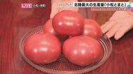 彦摩呂さんが絶賛した「口の中がベルサイユ宮殿」！？北陸最大の産地・小松とまとが最高すぎる理由
