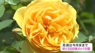 約700種類1200株を個人で管理…三重県大紀町のバラ園が見頃迎える 入園無料で訪れた人が色とりどりの花を楽しむ