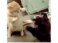 「お互いダメージゼロ」短足猫2匹の届かない“高速ねこパンチ”バトルがかわいい…結末を飼い主に聞いた