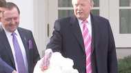 感謝祭に生き残る”幸運の七面鳥”とアメリカ大統領