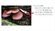 長野県内では今季初 キノコ食中毒 ムキタケと間違って…毒キノコ『ツキヨタケ』を誤食 70代男女がおう吐など